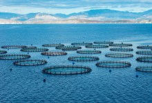 Oceans Are a Great Source of Food for the Planet