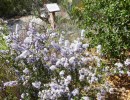 Burton Mesa Chaparral Garden Care Day