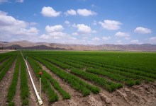 Draining Groundwater and Pocketbooks in the Cuyama Valley