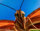 Photography in the Butterfly Pavilion