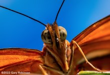Photography in the Butterfly Pavilion