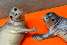 Two Rescued Harbor Seals Released at Carpinteria Rookery