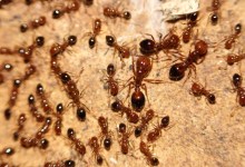 Killer Ants Invade Montecito