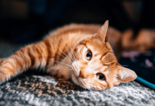 Revolutionizing How We Reunite Lost Pets With Their Families