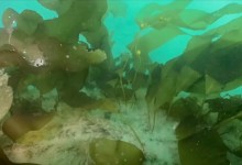 Goleta’s New Sea Caves Now Teeming with Life