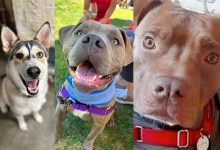 Lightening, June Bug, and Wiley 