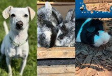 Cody, Howard and Leonard, and Peaches