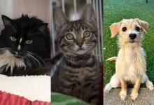 Pepe, Tiger and Maisie 