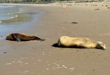 Scores of Sea Lions Reported Sick on Beaches in Santa Barbara and Ventura Counties