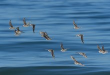 Guided Tour of Coal Oil Point Reserve