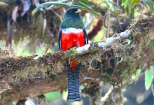 Why Are Some Birds So Colorful?