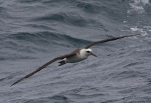 Avian Adventures in the Deep Blue Sea