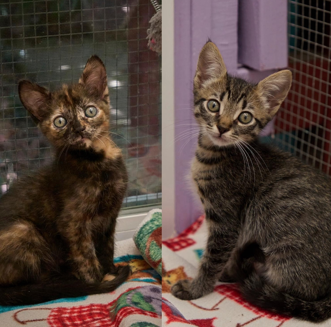 Mickey & Minnie, Oliver and Penny - The Santa Barbara Independent