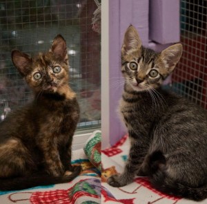 Mickey & Minnie, Oliver and Penny - The Santa Barbara Independent