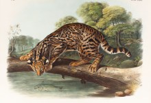 Big Cats & Wild Dogs Opens to the Public