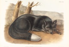 The Art of Science: Drawing Big Cats & Wild Dogs