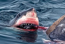 ‘Huge’ Great White Shark Spotted Eating Elephant Seal in Santa Barbara Channel