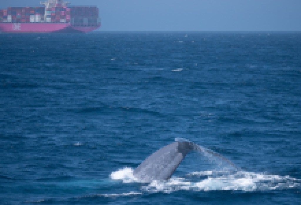 Record-breaking Mid-Season Results from Protecting Blue Whales and Blue Skies Program