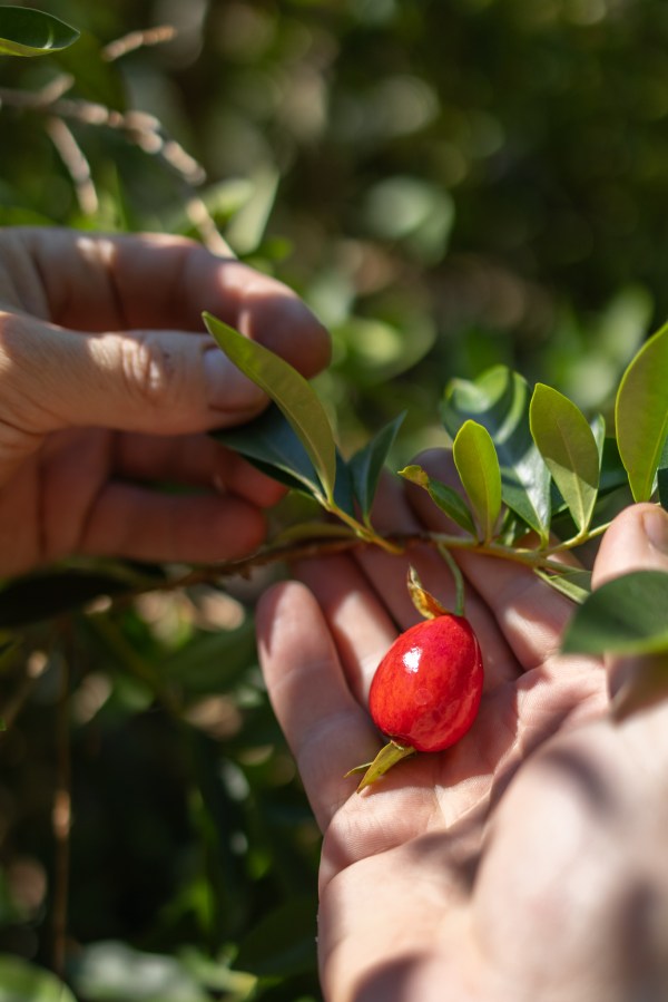 Kevin Reimer Is Santa Barbara’s Rare Fruit Man - The Santa Barbara ...