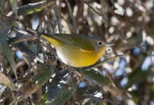 Birds of Two Feathers Flock Together