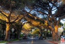 It’s the End of Santa Barbara’s Stone Pine Era