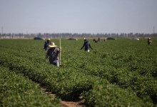 As Extreme Heat Rises, Newsom Blocks Bill to Protect California Farmworkers