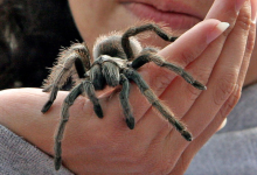 Bring your Family for a Terrific Treat: Creepy Creatures On the Lawn At Neal Taylor Nature Center Cachuma Lake