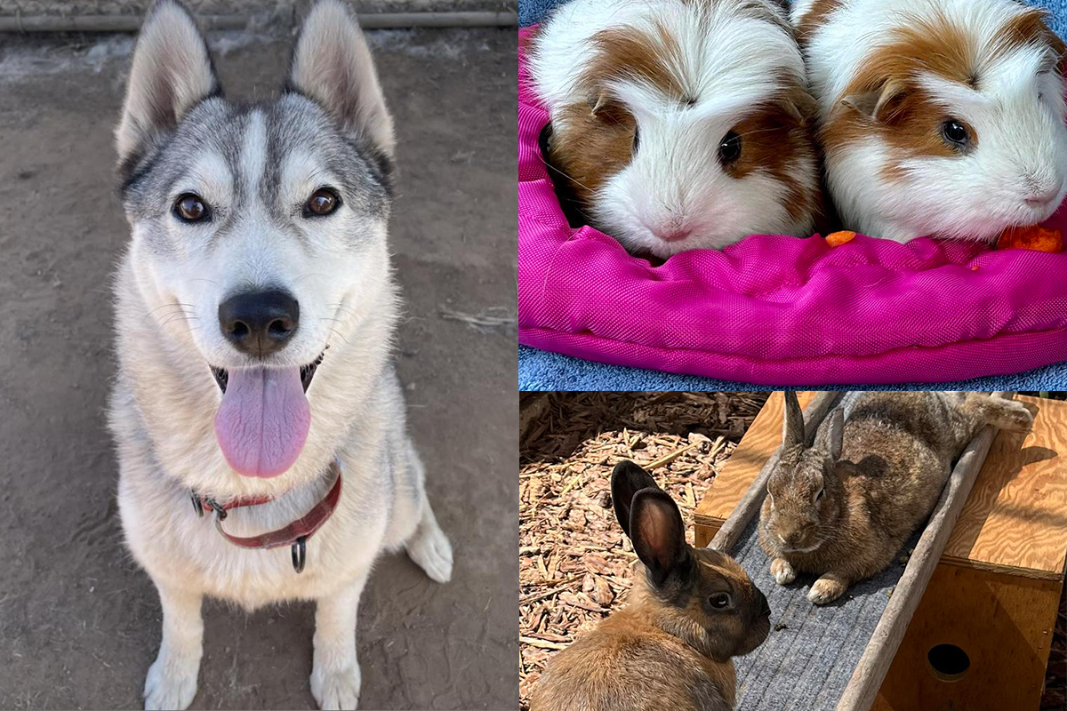 Bunny; Toby and Mr. Fluffles; and Titus and Lucas The Santa Barbara