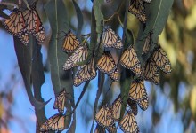 Science Pub: Western Monarch Overwintering