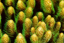 UC Santa Barbara Leads $1.3-Million Research Project on Coral Regeneration