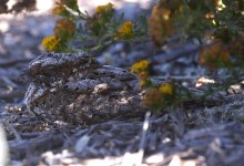 Goatsucker! Elings Park Poorwills Provide Plenty of Excitement Right Here in Santa Barbara 
