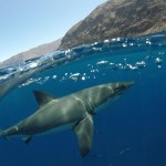 Can Sharks Off Santa Barbara’s Coast Help Reduce Global Warming?
