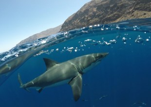 Can Sharks Off Santa Barbara’s Coast Help Reduce Global Warming?