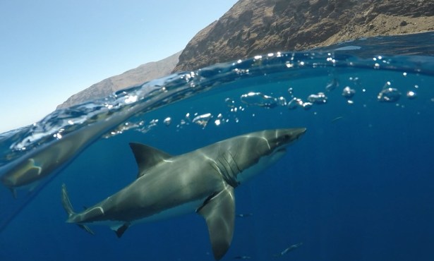 Can Sharks Off Santa Barbara’s Coast Help Reduce Global Warming?