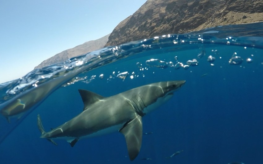 Can Sharks Off Santa Barbara’s Coast Help Reduce Global Warming?