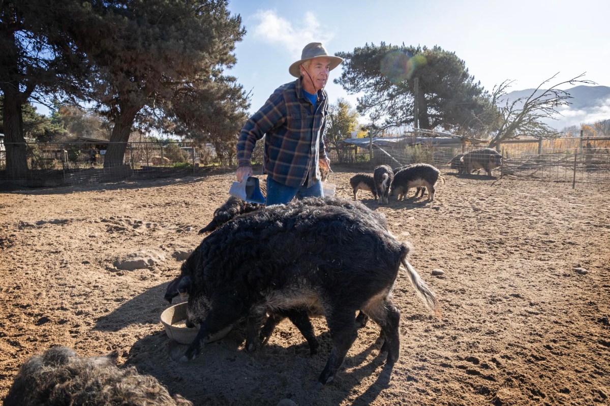 Winfield Farm’s Bruce Steele feeds some of his remaining Mangalitsa pigs.
