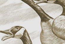 Onsite Panel: Event with the Ojai Land Conservancy