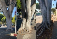 Santa Barbara City Council Upholds Decision to Remove 13 Trees from Milpas Street