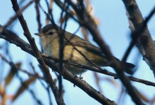 Birds Are Everywhere. Let’s Keep It That Way