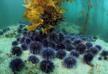 Kelp Restoration Project to Pluck Purple Urchins from Santa Barbara Channel