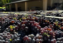 Full Belly Files | When Red Grapes Become White Wines