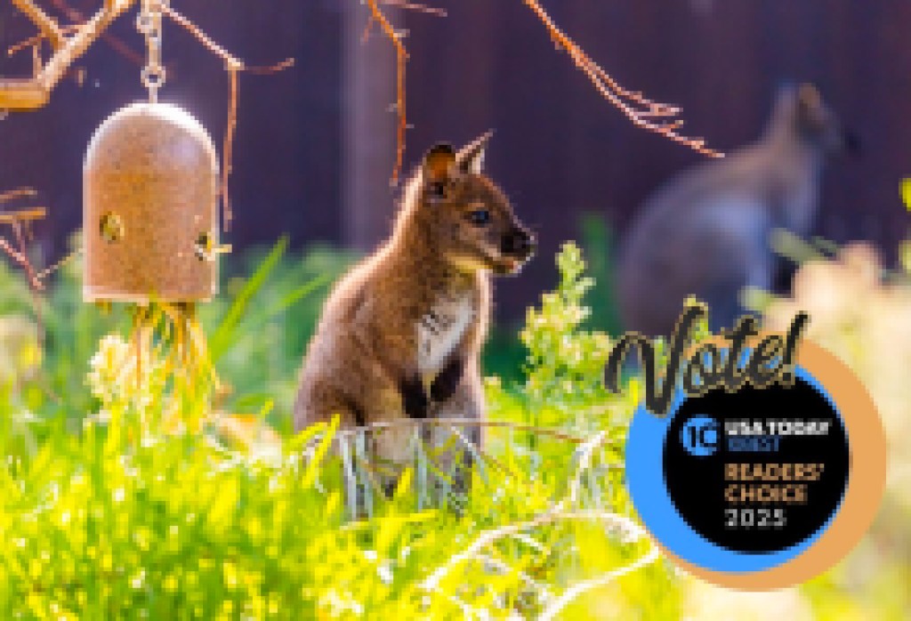 Help the Santa Barbara Zoo Win Best Zoo in USA Today 10Best Readers’ Choice Awards!
