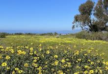 Guided Tour of Coal Oil Point Reserve