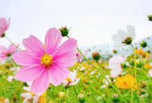 Spring Equinox Intuitive Arts Tasting!