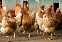 California Poultry and Dairy Farms See Drop in Bird Flu Infections, State Officials Report