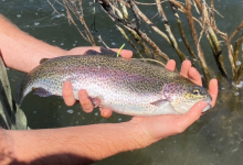 4.000 libras de trucha liberadas en Cachuma Lake