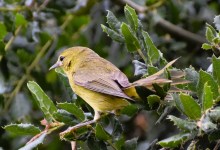 Bird Fest at Santa Barbara Botanic Garden