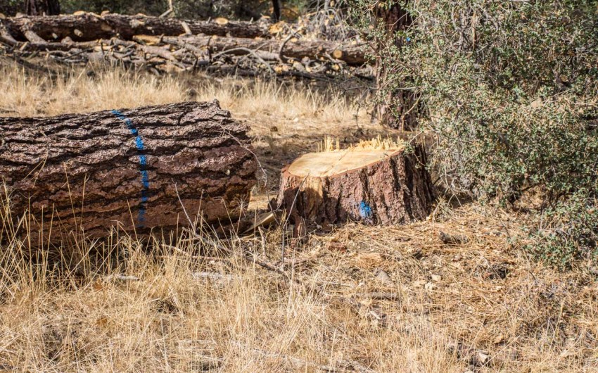 Trump Administration Orders More Logging in Los Padres, Other National Forests