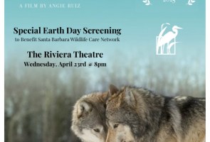 Earth Day Screening: “Wonders Of The Wolf”