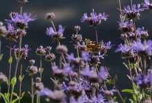 Pollinator Party at Alice Keck Memorial Garden